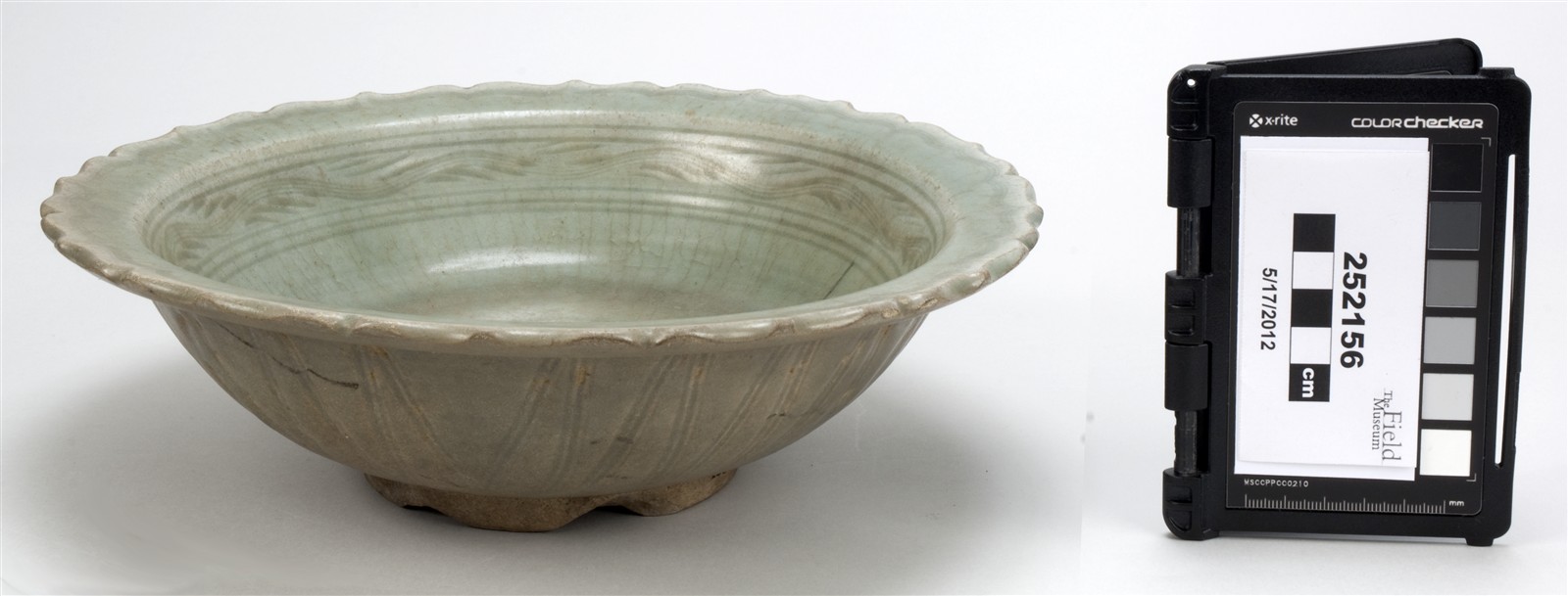 side (c) Field Museum of Natural History - CC BY-NC 4.0