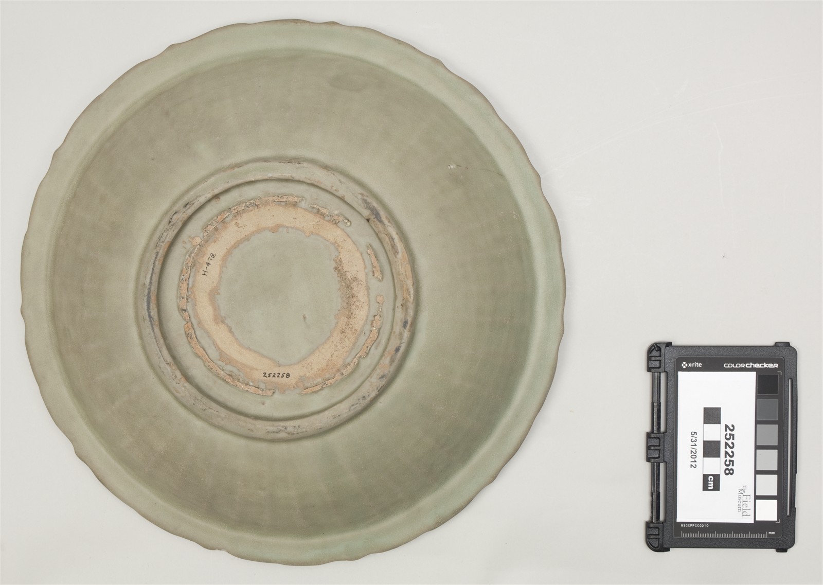 bottom (c) Field Museum of Natural History - CC BY-NC 4.0