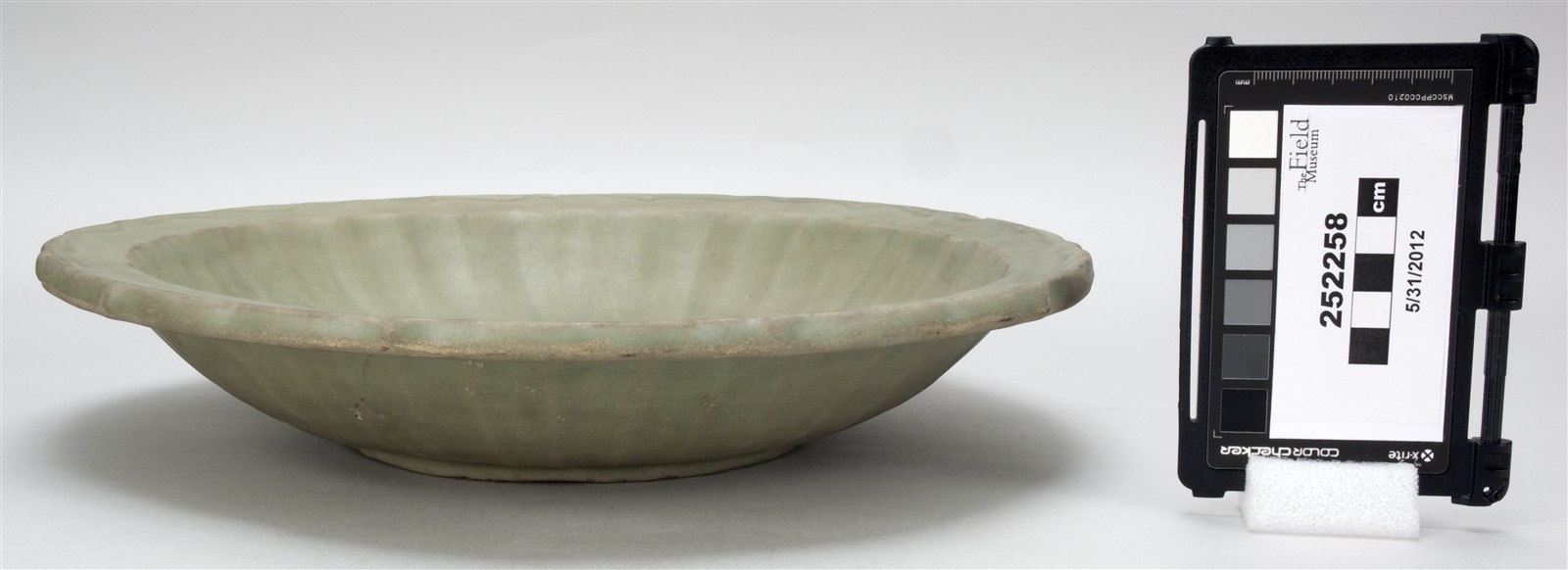 side (c) Field Museum of Natural History - CC BY-NC 4.0