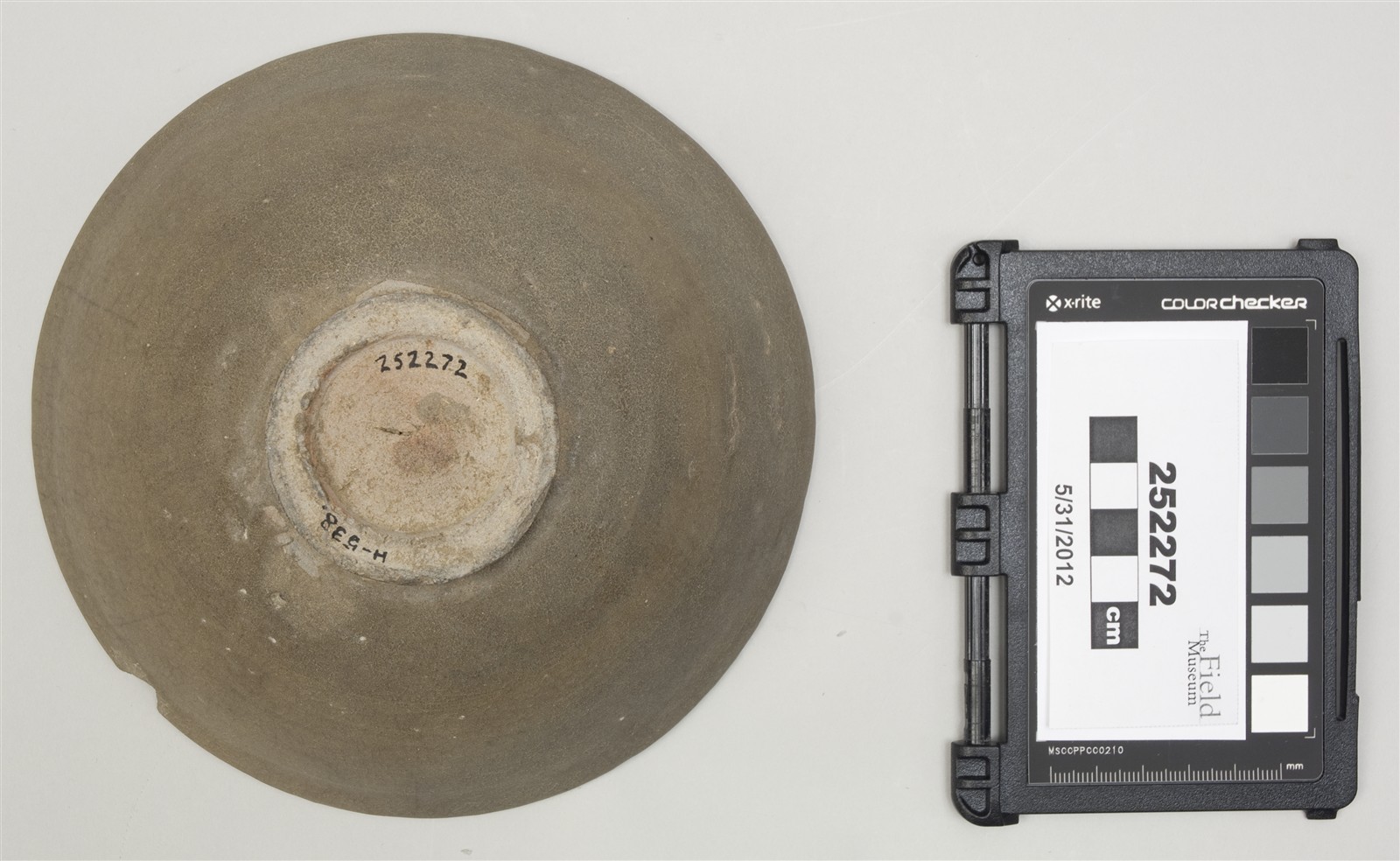 bottom (c) Field Museum of Natural History - CC BY-NC 4.0