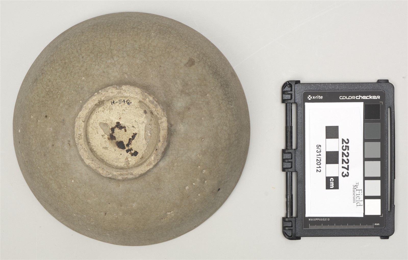 bottom (c) Field Museum of Natural History - CC BY-NC 4.0