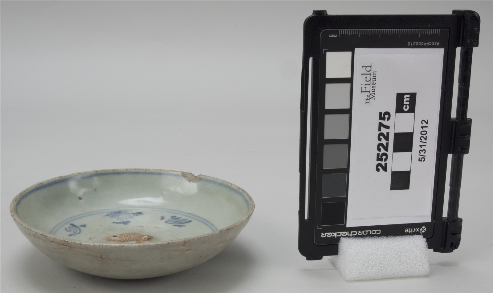 side (c) Field Museum of Natural History - CC BY-NC 4.0