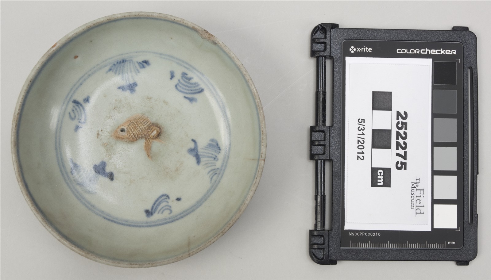 top (c) Field Museum of Natural History - CC BY-NC 4.0