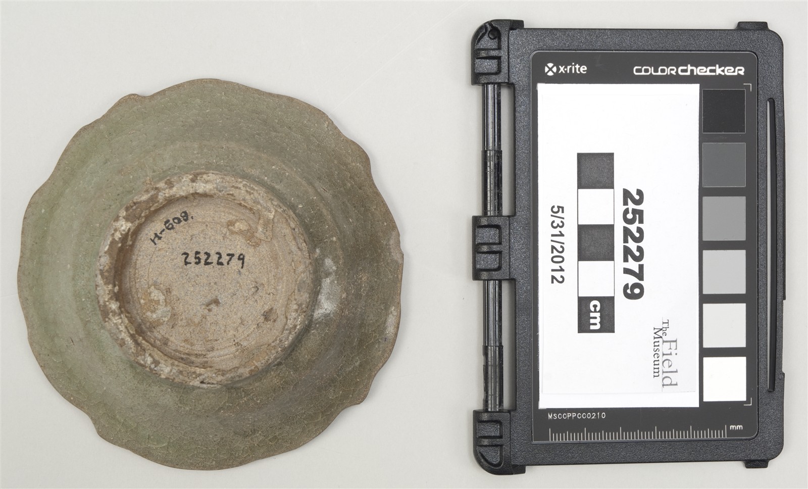 bottom (c) Field Museum of Natural History - CC BY-NC 4.0