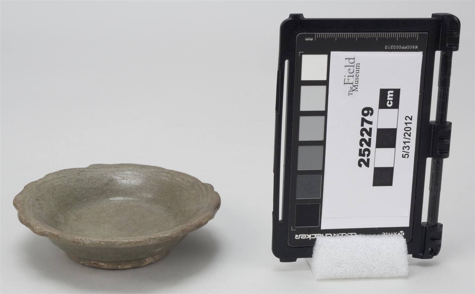 side (c) Field Museum of Natural History - CC BY-NC 4.0