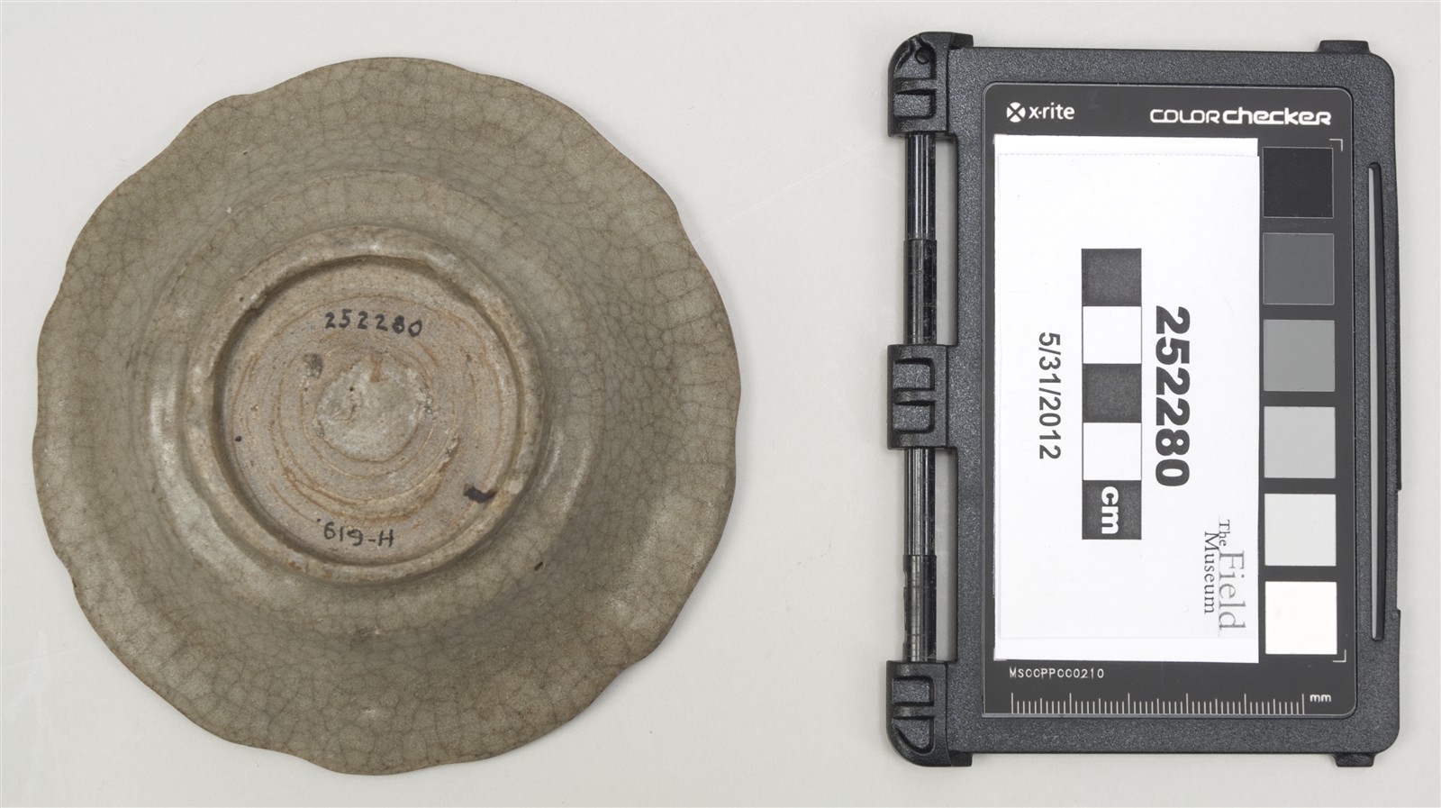 bottom (c) Field Museum of Natural History - CC BY-NC 4.0