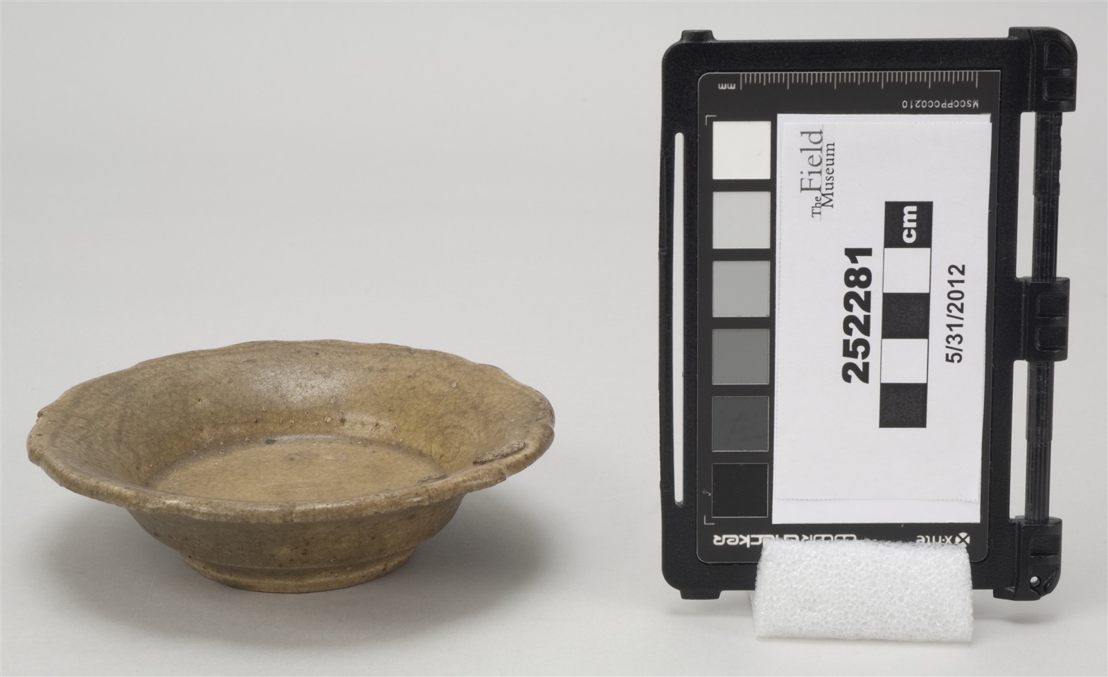 side (c) Field Museum of Natural History - CC BY-NC 4.0