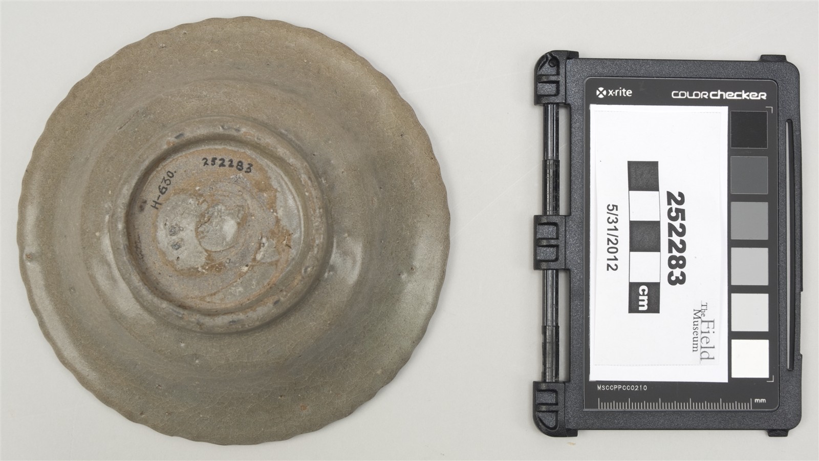 bottom (c) Field Museum of Natural History - CC BY-NC 4.0