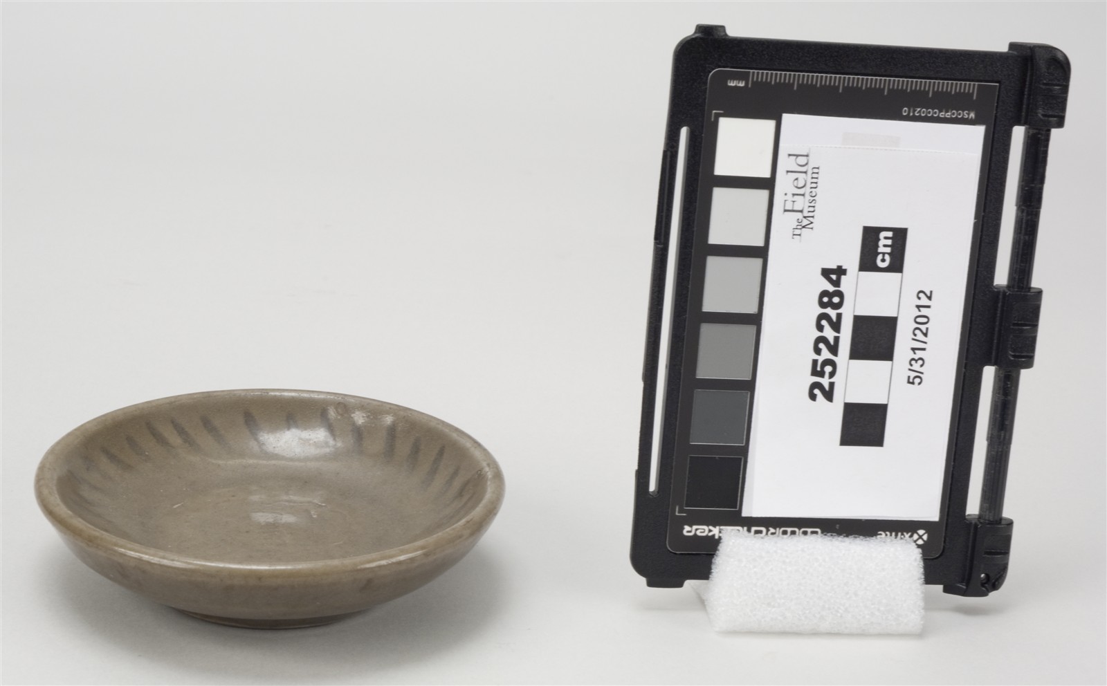 side (c) Field Museum of Natural History - CC BY-NC 4.0