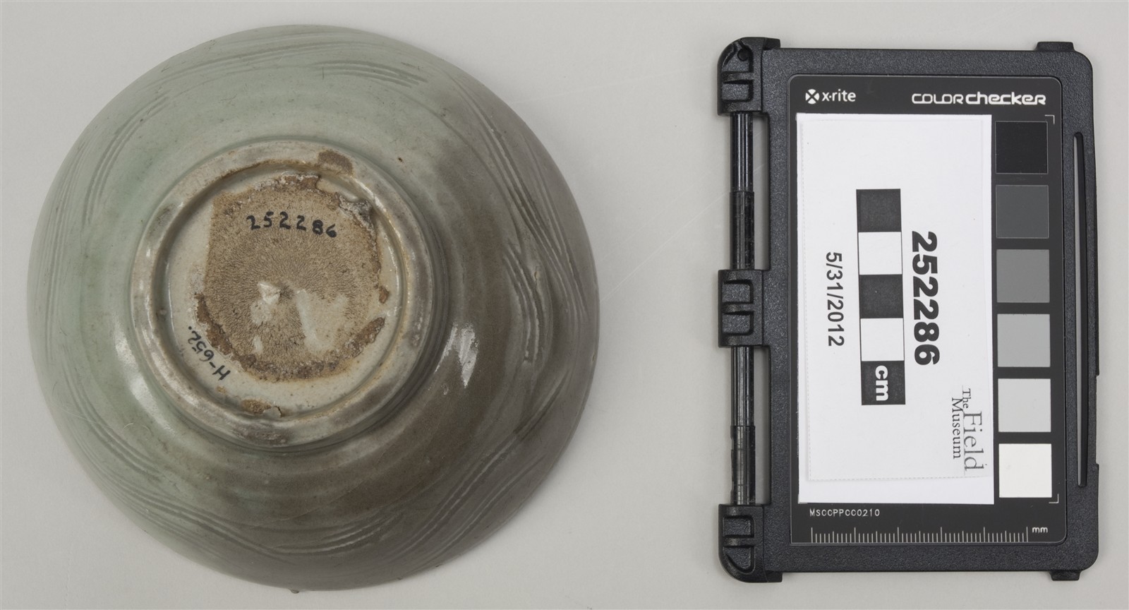 bottom (c) Field Museum of Natural History - CC BY-NC 4.0