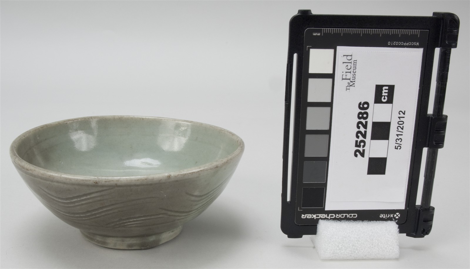 side (c) Field Museum of Natural History - CC BY-NC 4.0