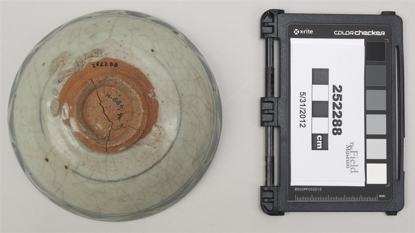 bottom (c) Field Museum of Natural History - CC BY-NC 4.0