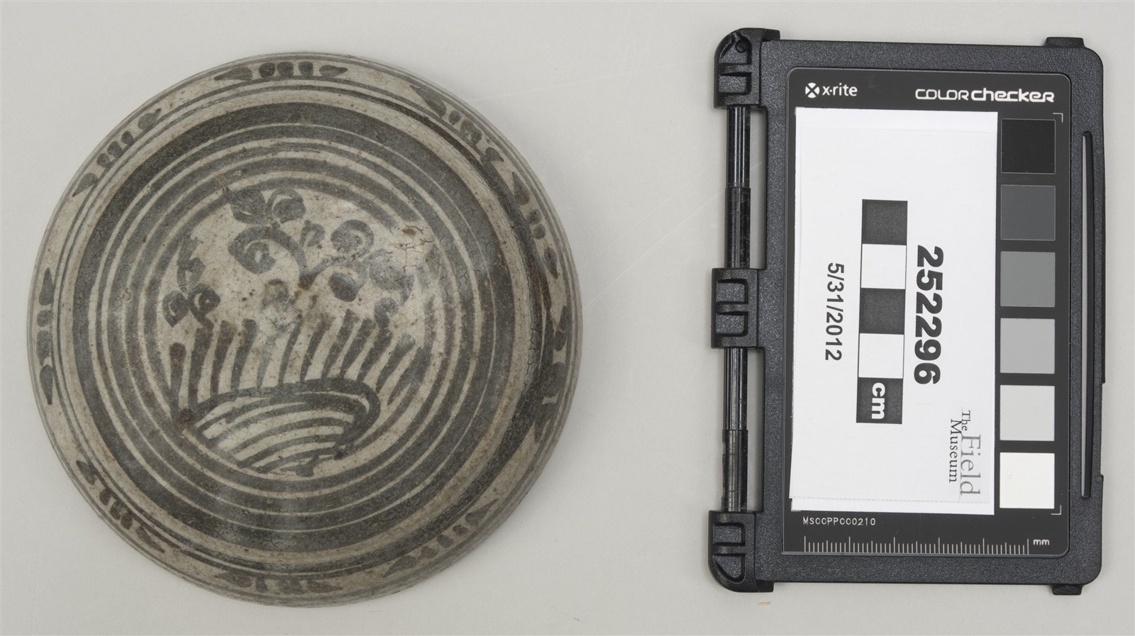 painted side (c) Field Museum of Natural History - CC BY-NC 4.0