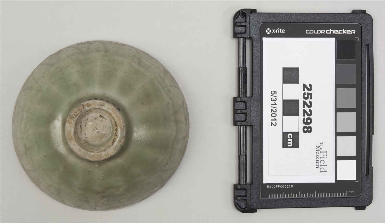 bottom (c) Field Museum of Natural History - CC BY-NC 4.0