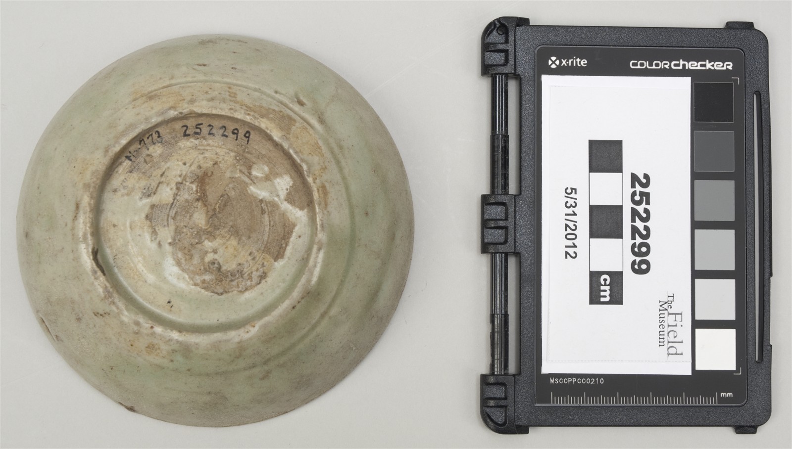 bottom (c) Field Museum of Natural History - CC BY-NC 4.0