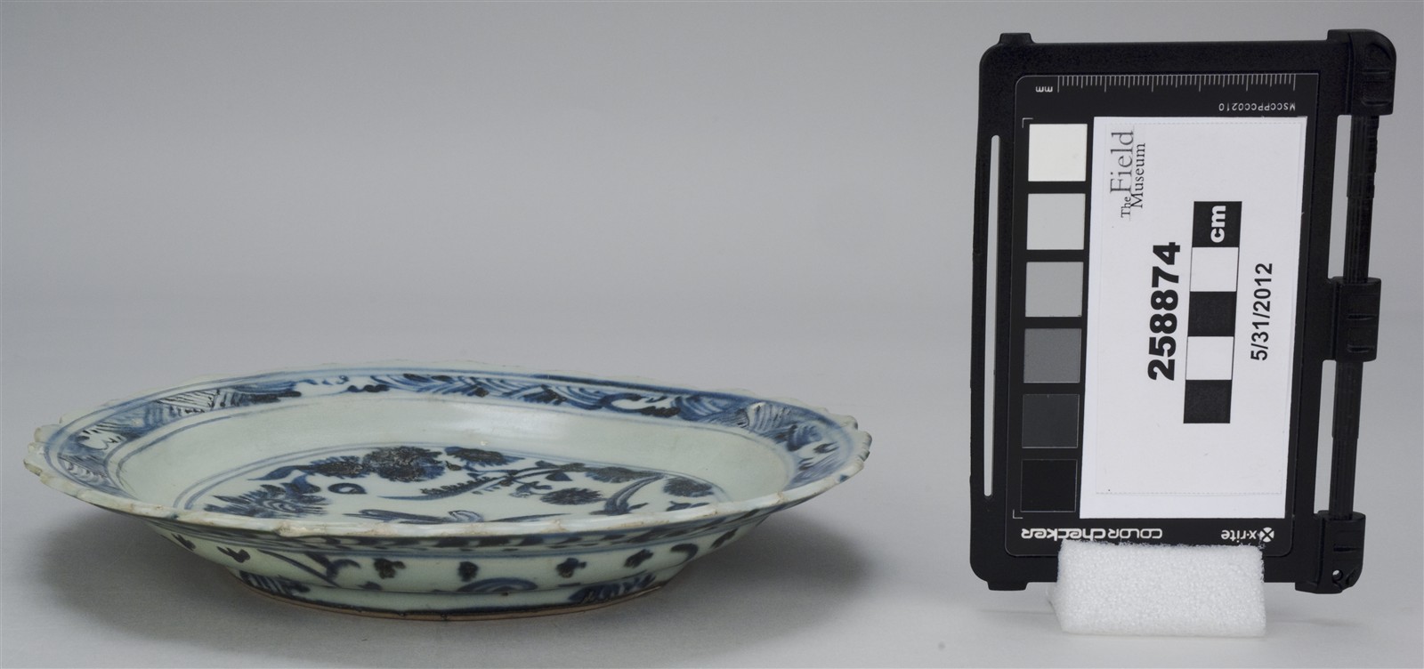 side (c) Field Museum of Natural History - CC BY-NC 4.0