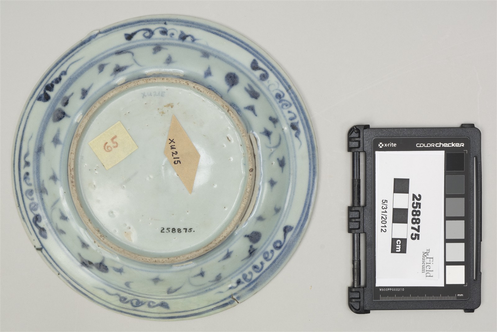 bottom (c) Field Museum of Natural History - CC BY-NC 4.0