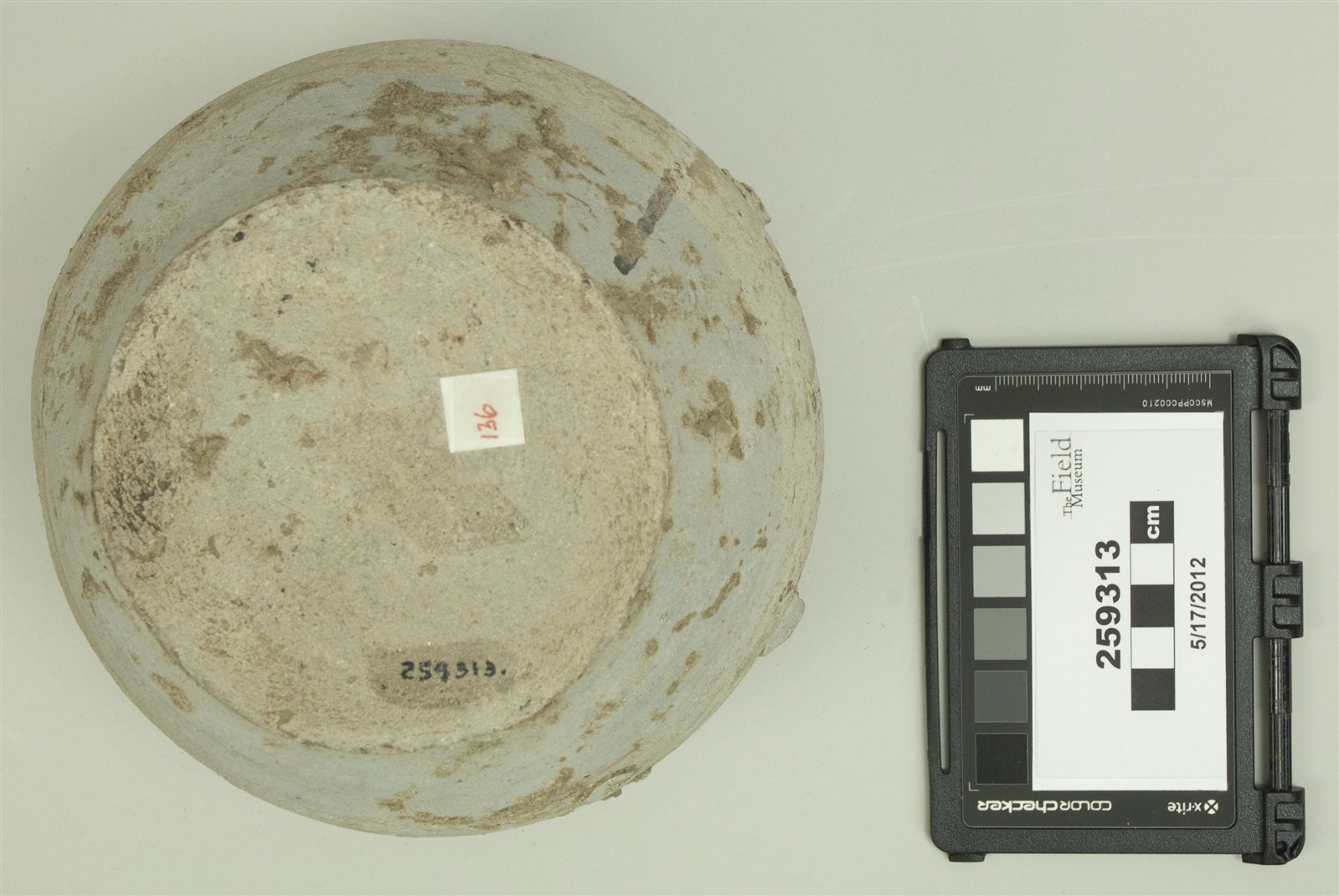 bottom (c) Field Museum of Natural History - CC BY-NC 4.0