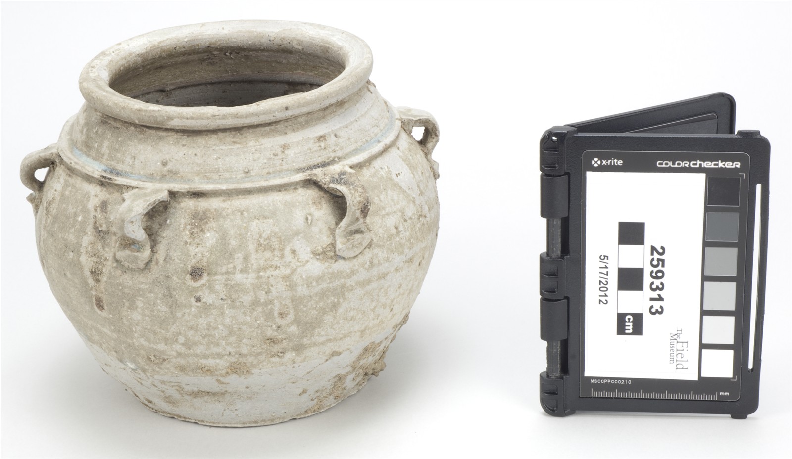 side (c) Field Museum of Natural History - CC BY-NC 4.0