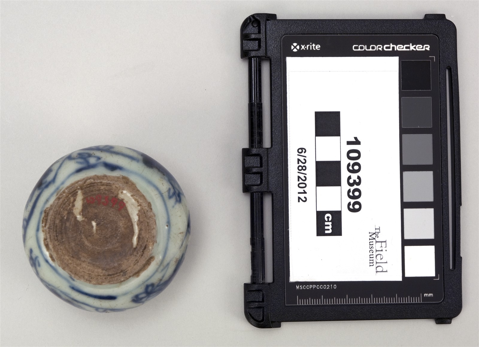 bottom (c) Field Museum of Natural History - CC BY-NC 4.0