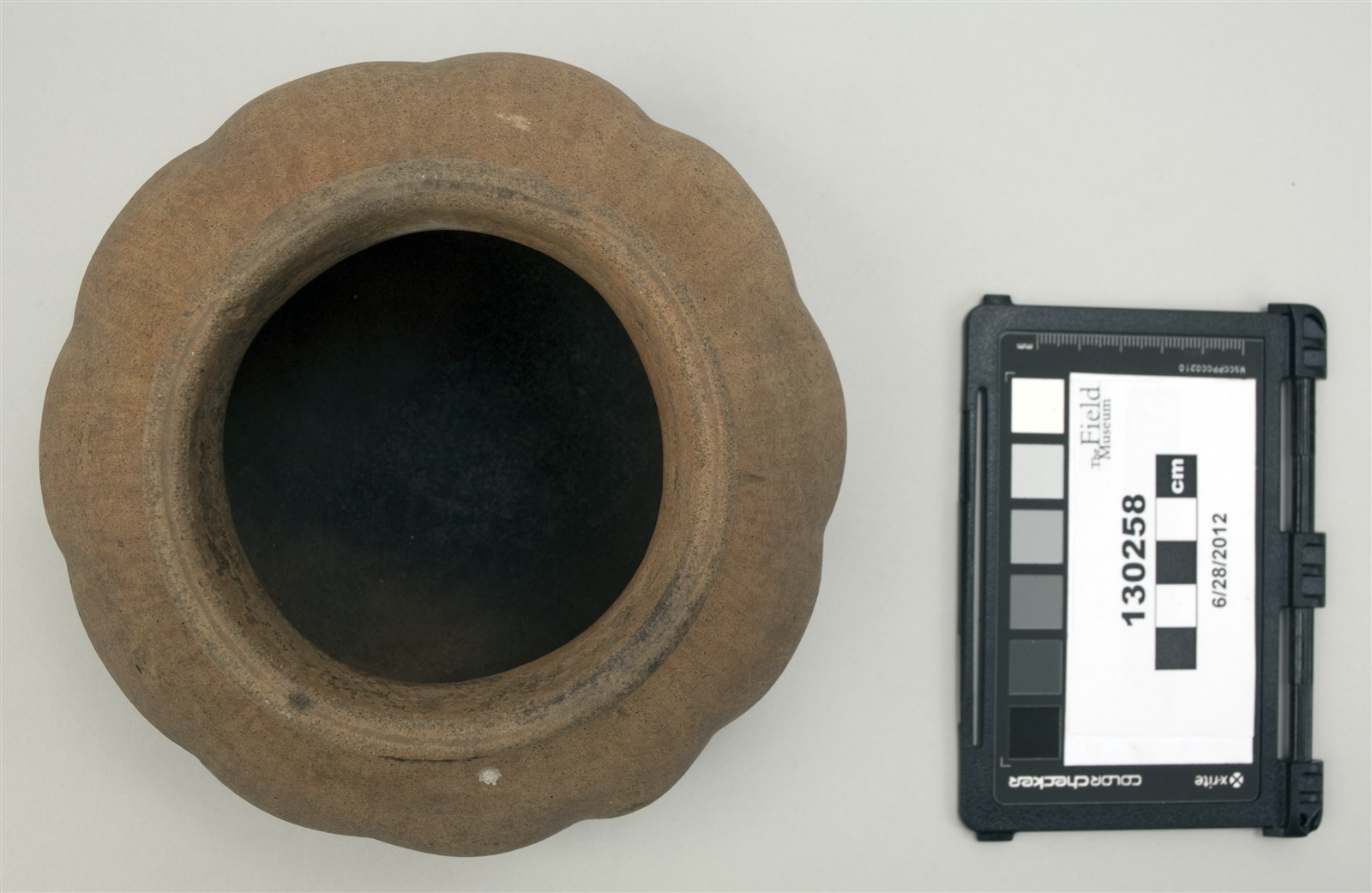 top (c) Field Museum of Natural History - CC BY-NC 4.0