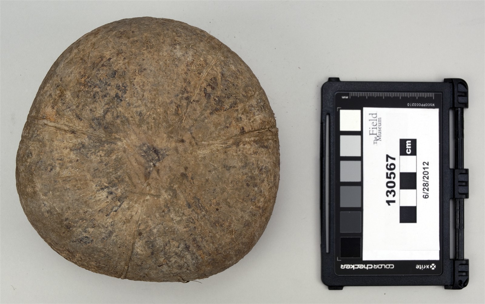 bottom (c) Field Museum of Natural History - CC BY-NC 4.0