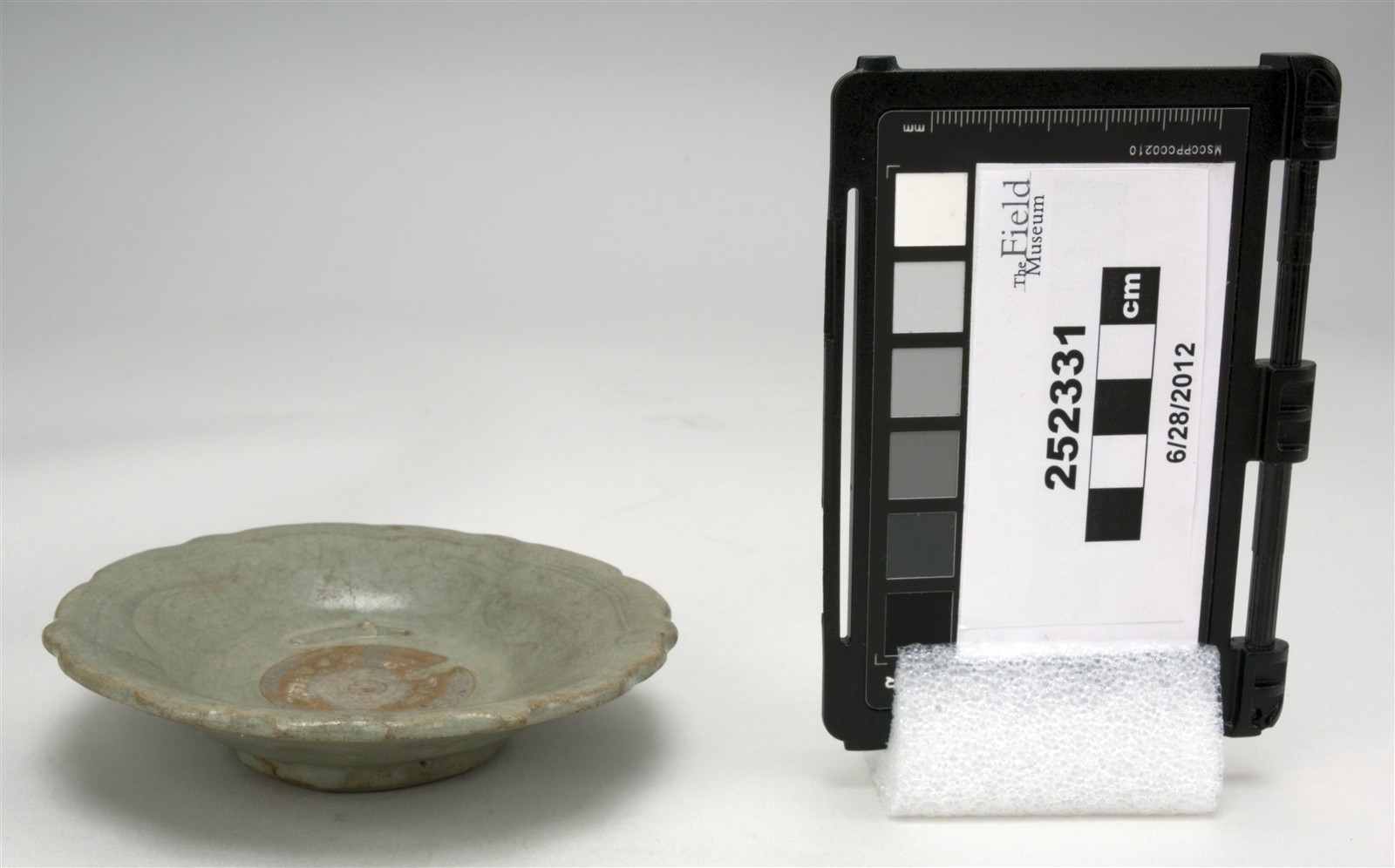 side (c) Field Museum of Natural History - CC BY-NC 4.0