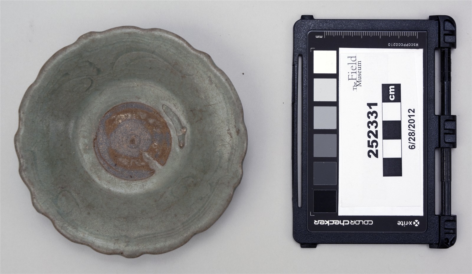 top (c) Field Museum of Natural History - CC BY-NC 4.0