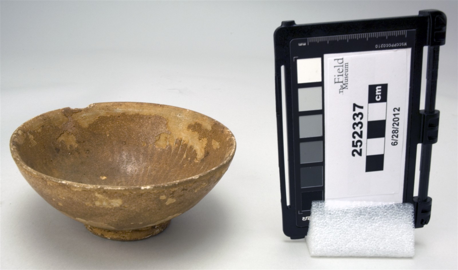 side (c) Field Museum of Natural History - CC BY-NC 4.0