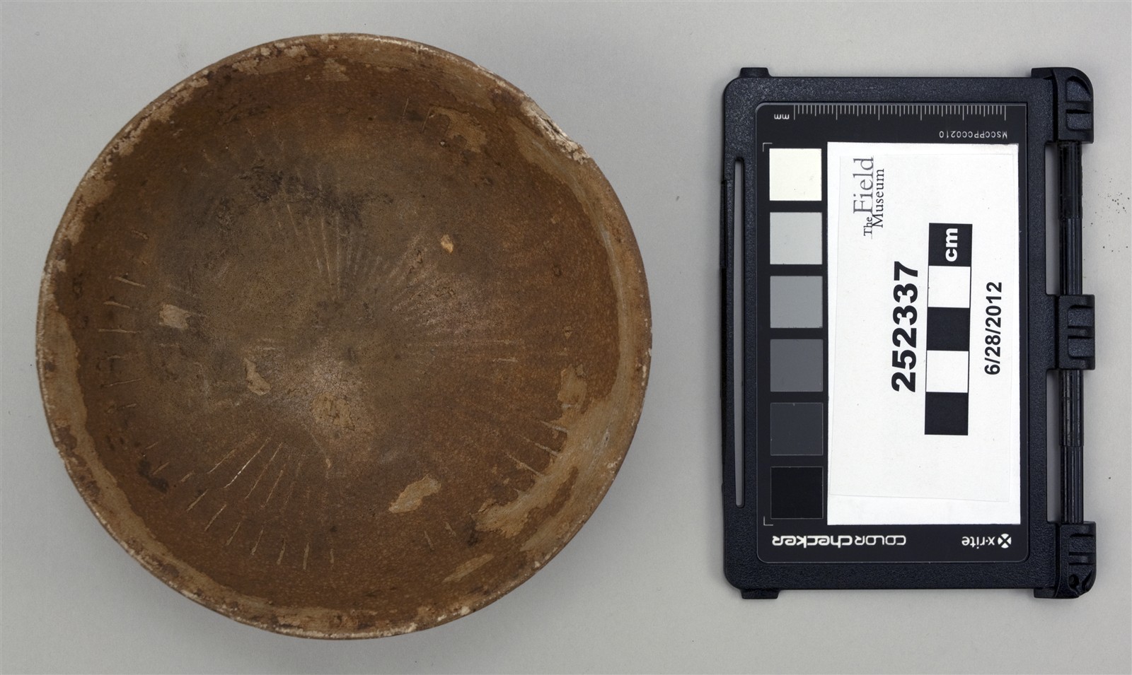 top (c) Field Museum of Natural History - CC BY-NC 4.0