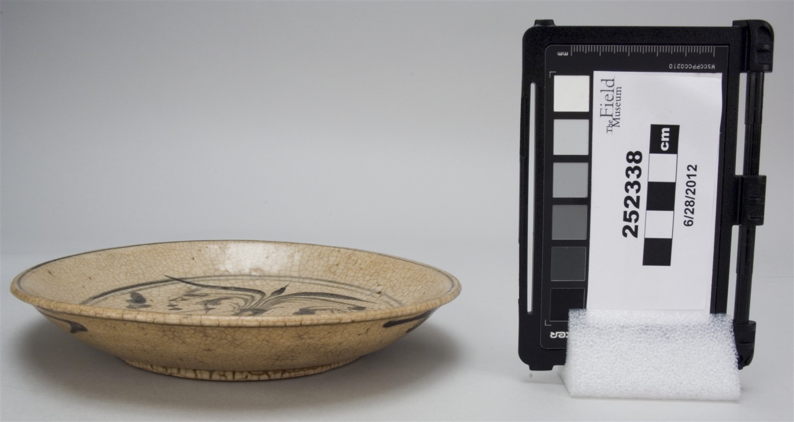 side (c) Field Museum of Natural History - CC BY-NC 4.0