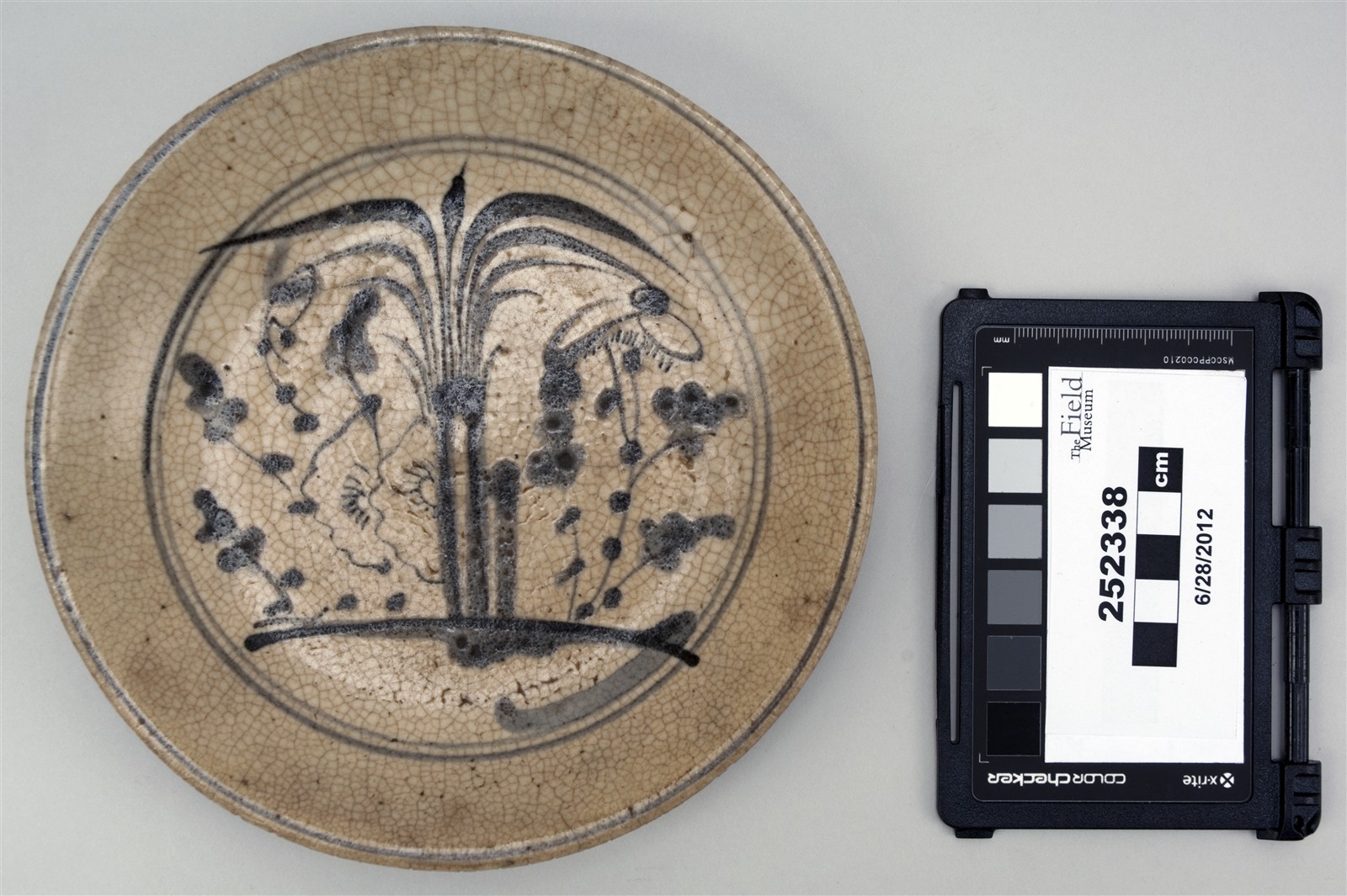 top (c) Field Museum of Natural History - CC BY-NC 4.0