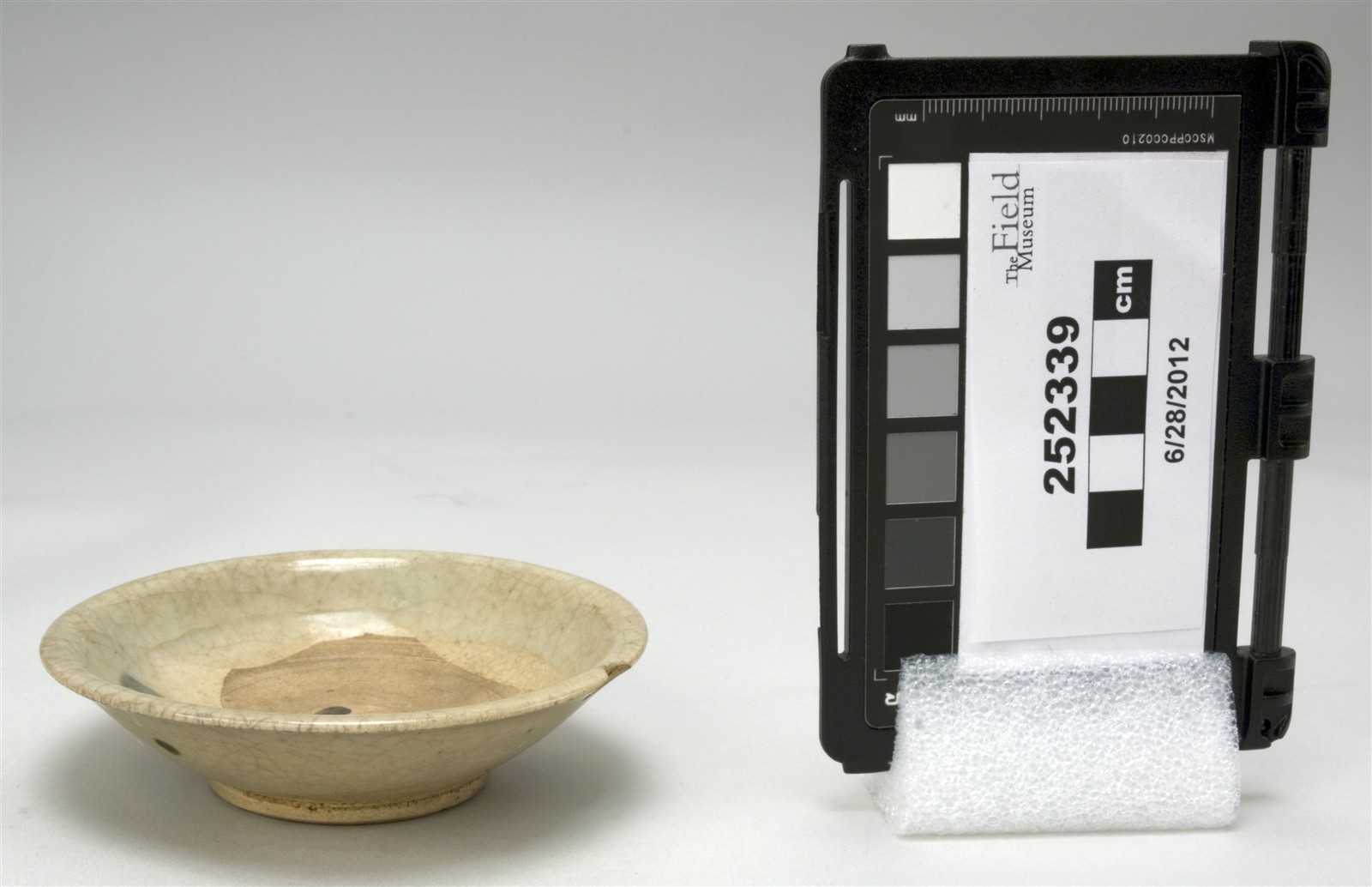 side (c) Field Museum of Natural History - CC BY-NC 4.0