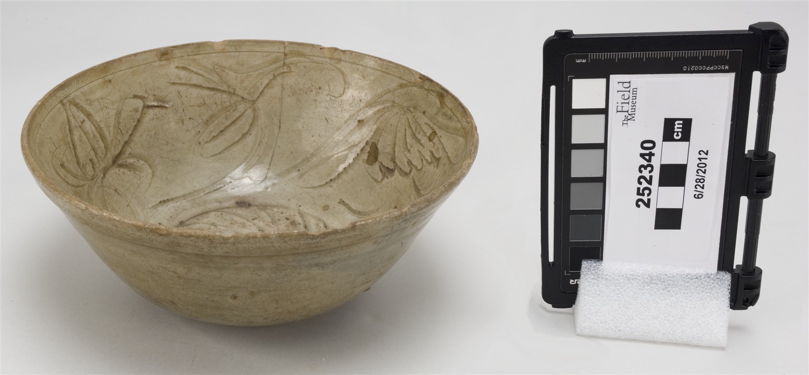 side (c) Field Museum of Natural History - CC BY-NC 4.0