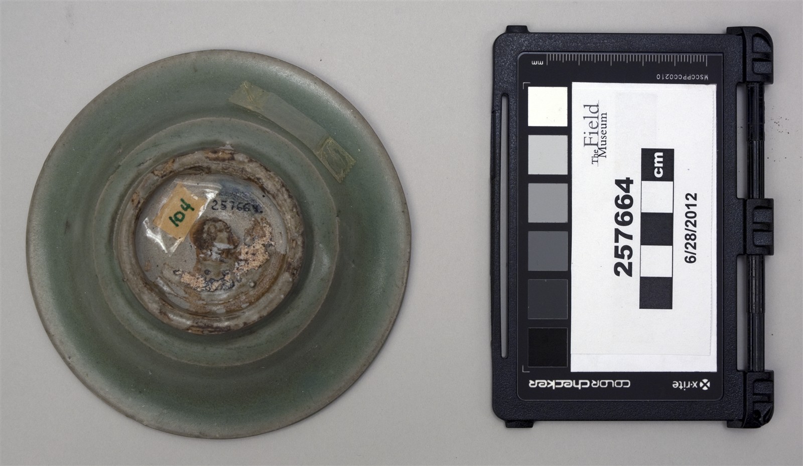 bottom (c) Field Museum of Natural History - CC BY-NC 4.0