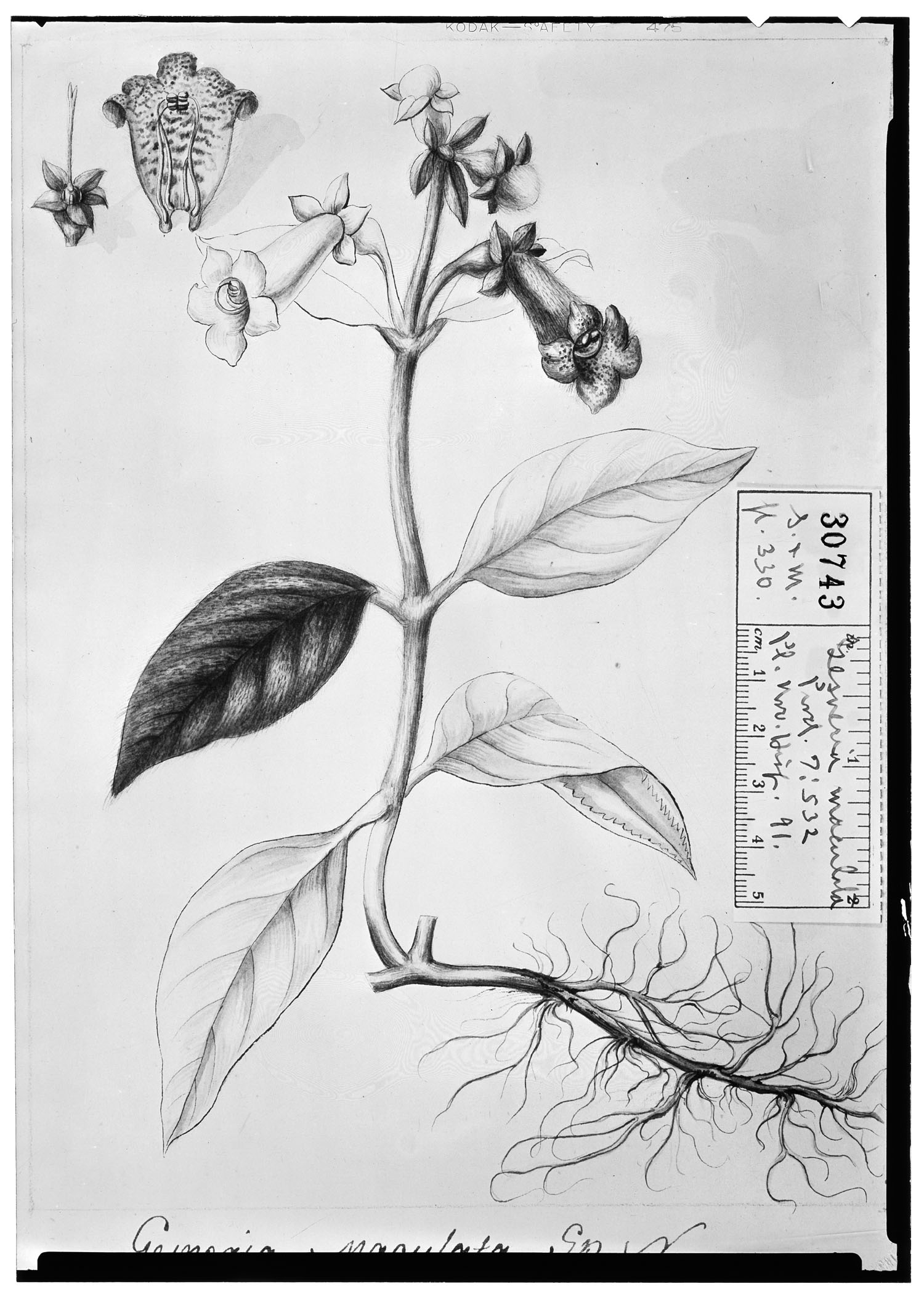 Gesneria maculata image