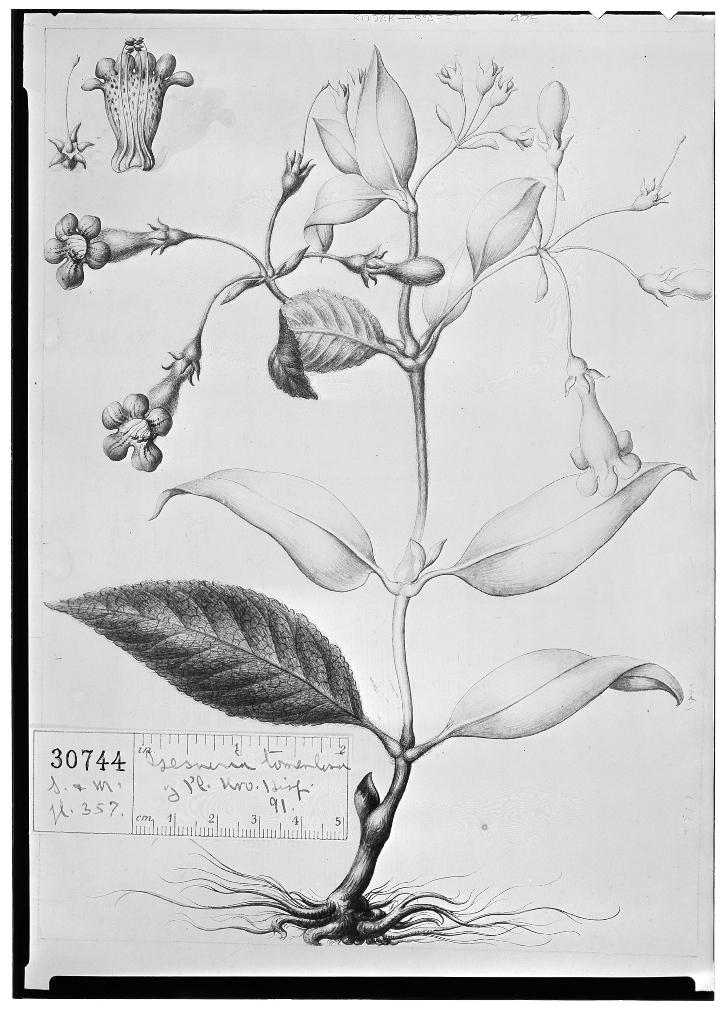 Rhytidophyllum petiolare image