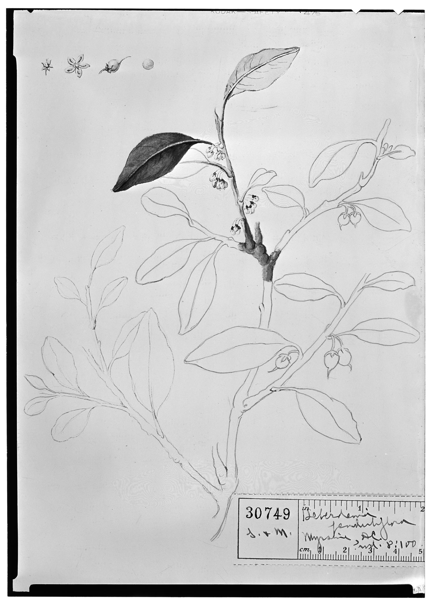 Heberdenia penduliflora image