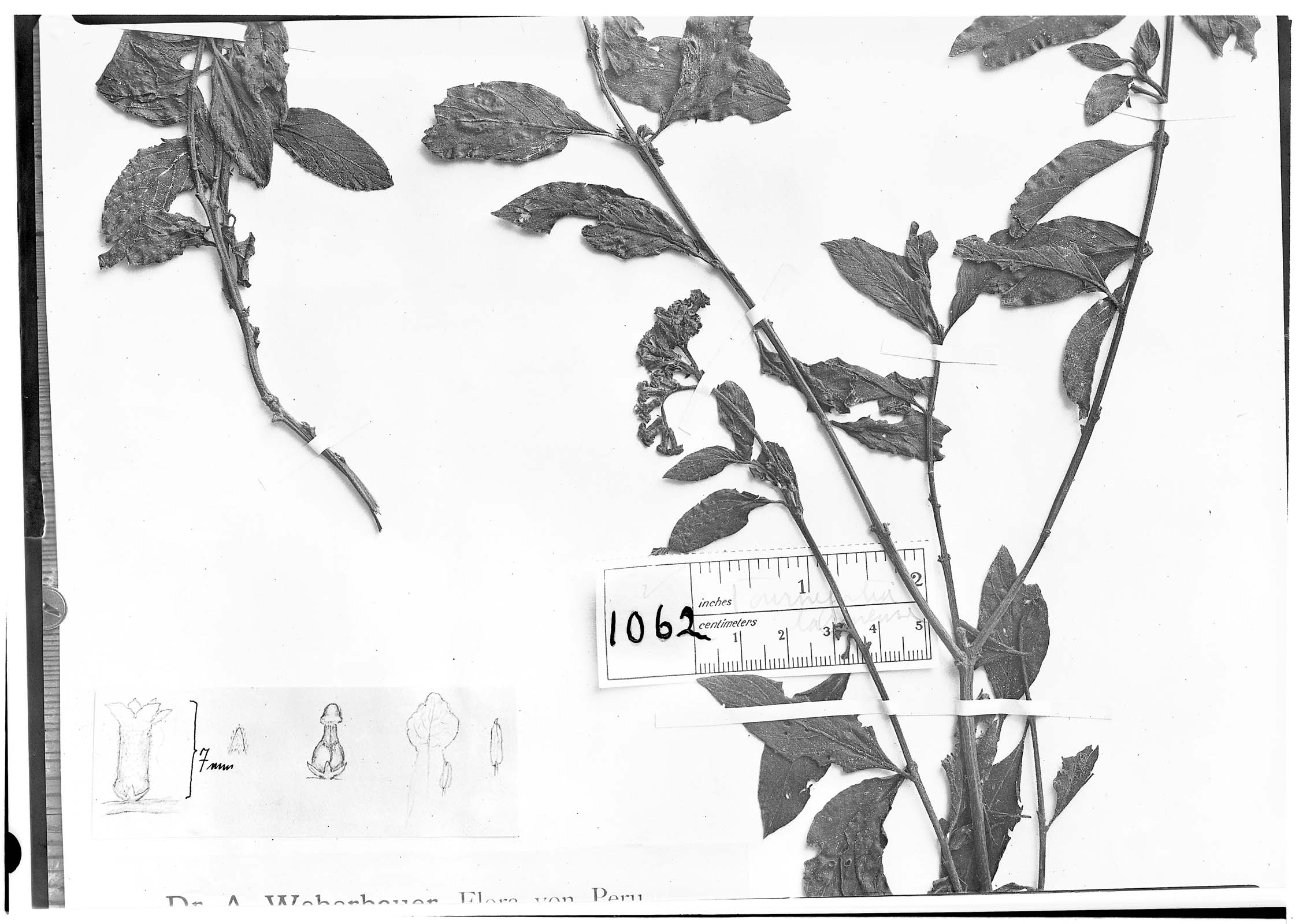 Heliotropium tarmense image