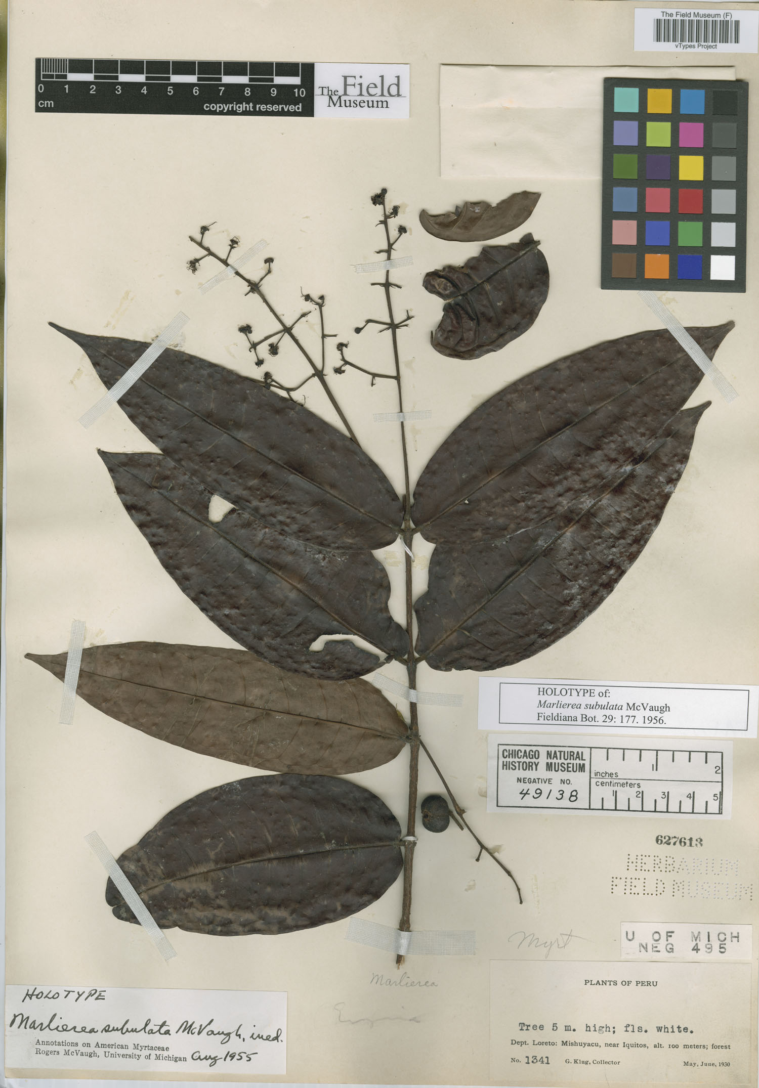Marlierea subulata image