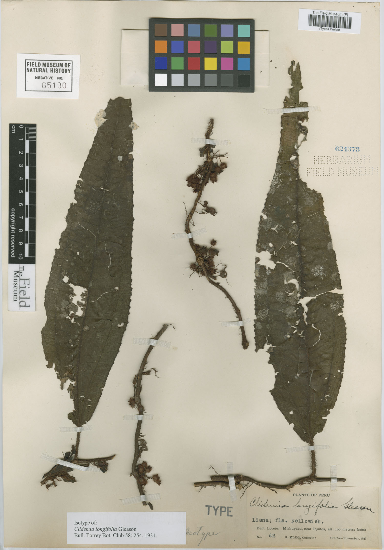 Clidemia longifolia image