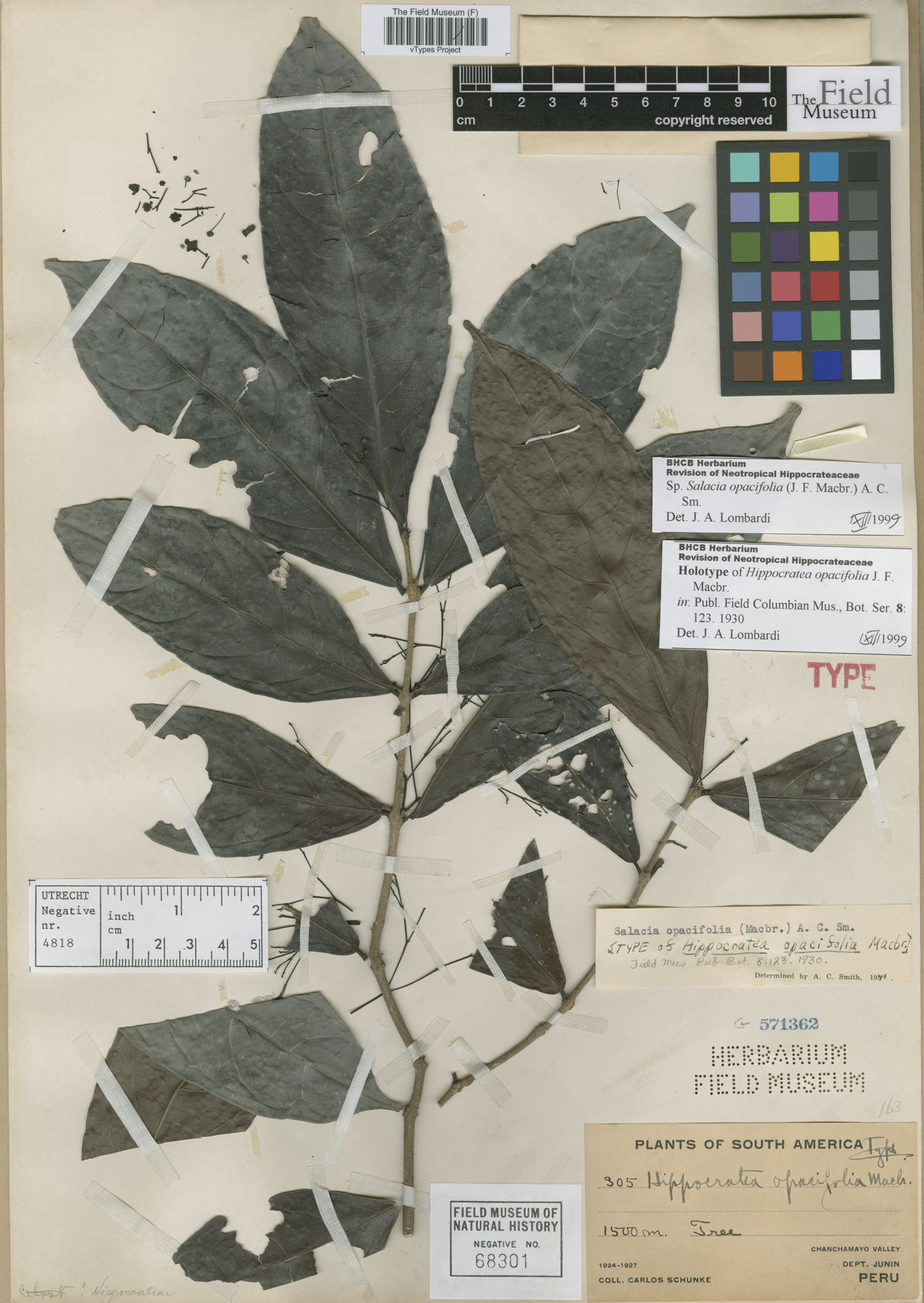 Hippocratea opacifolia image