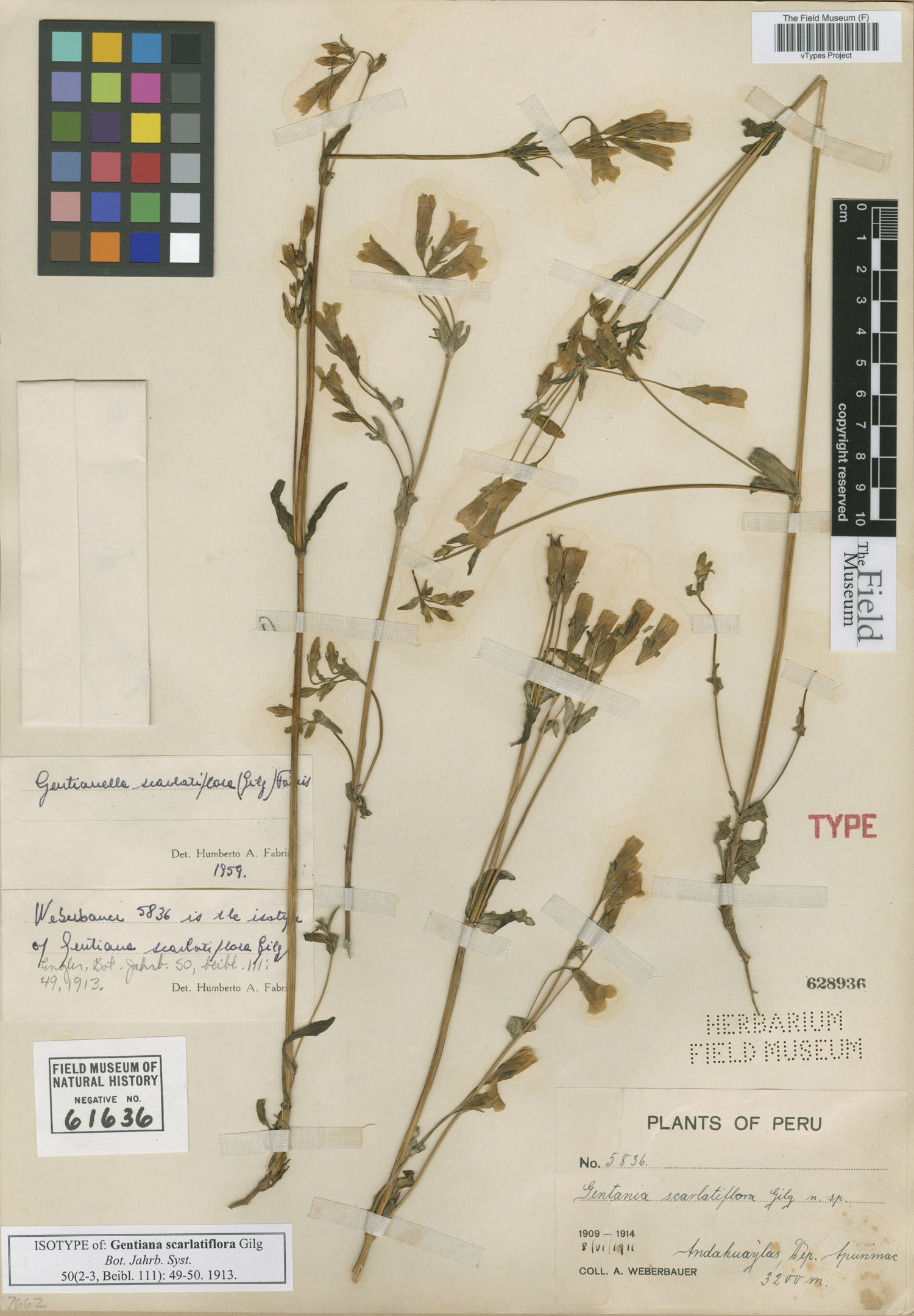 Gentiana scarlatiflora image