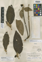 Abatia parviflora image