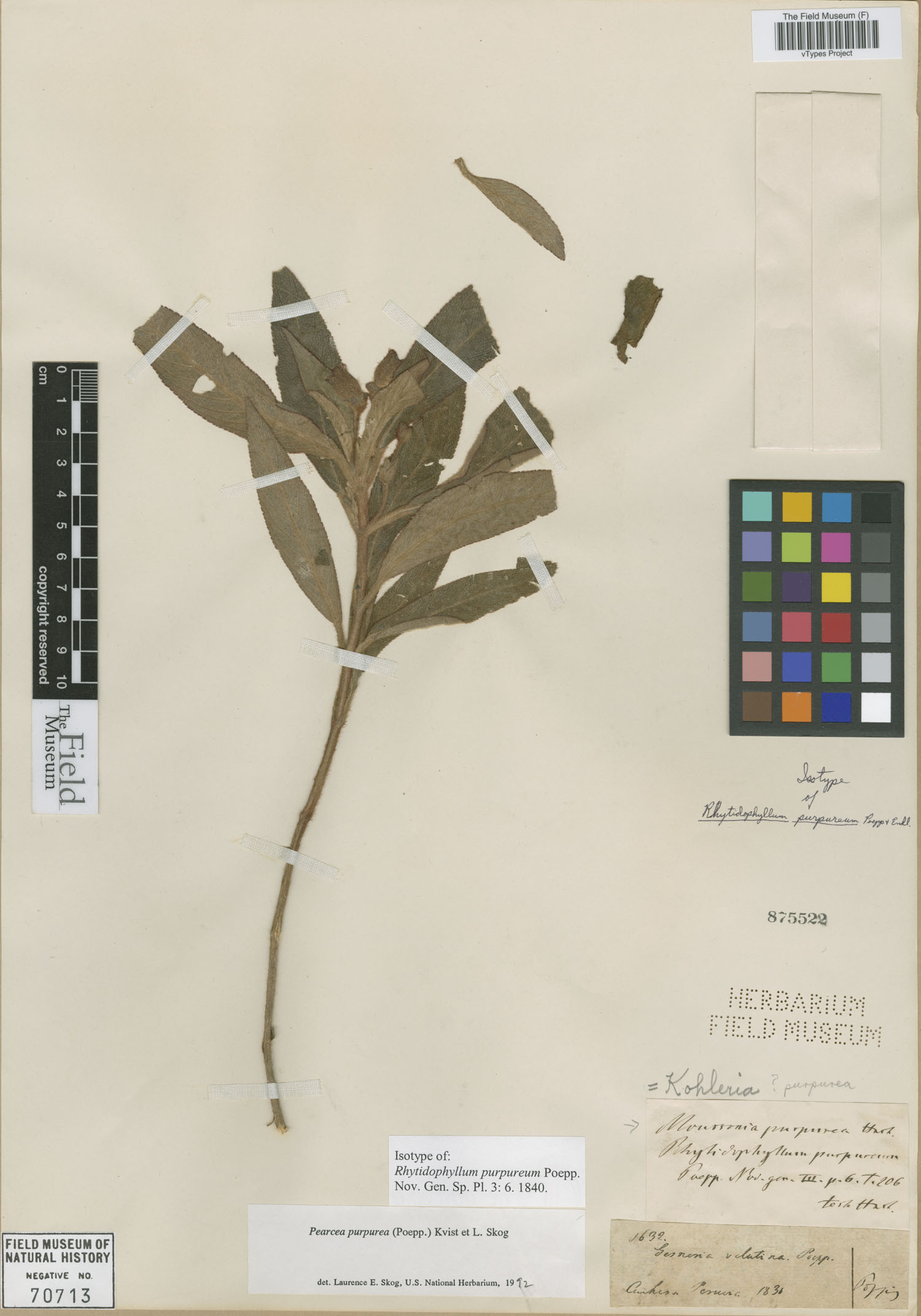 Rhytidophyllum purpureum image