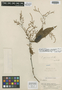 Dioscorea apurimacensis image