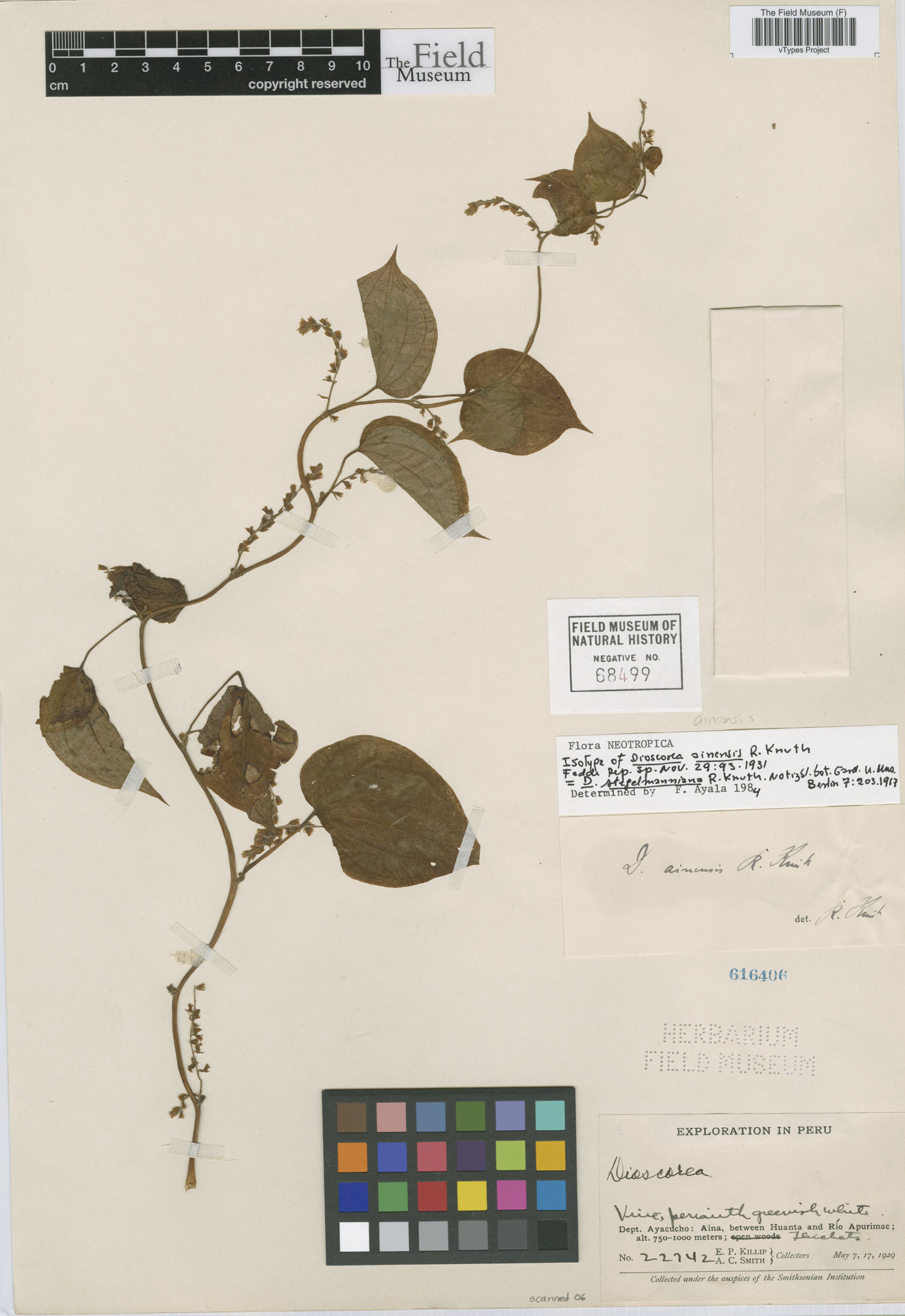 Dioscorea ainensis image