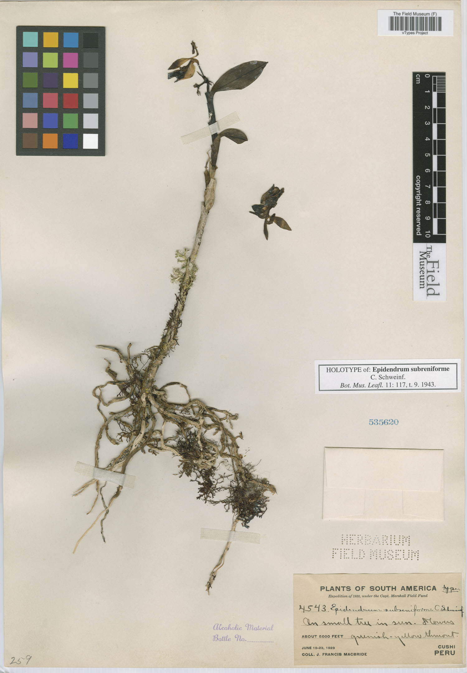 Epidendrum subreniforme image