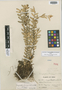 Pachyphyllum breviconnatum image