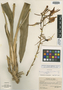 Brassia cauliformis image